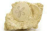Two Fossil Sand Dollars (Scutella) - France #317752-1